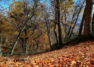 معرفی جنگل نیلبرگ رامیان ، گلستان Ramian